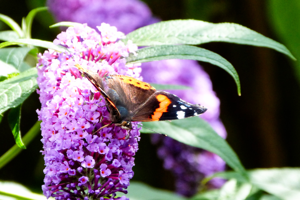 ineebrown51's tweet image. Yesterday&apos;s garden visitors