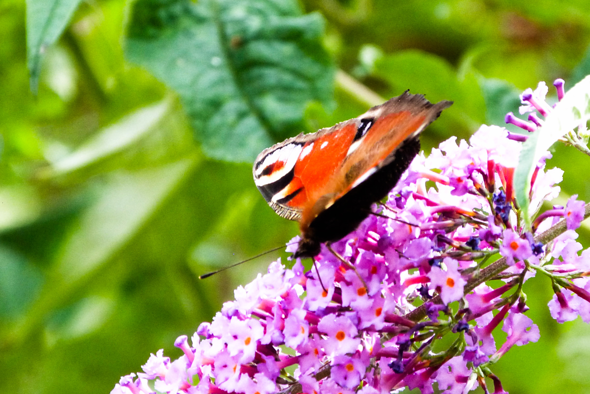 ineebrown51's tweet image. Yesterday&apos;s garden visitors