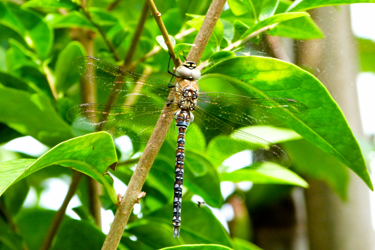 ineebrown51's tweet image. Yesterday&apos;s garden visitors