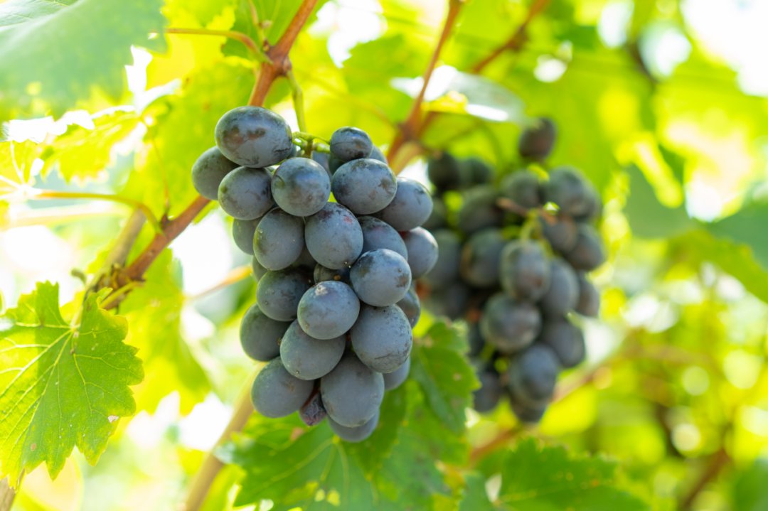 thisisGBA's tweet image. #Guangdong | 🍇✨ Grape Picking Paradise in Yunfu!
Step into #Shuntian Vineyard—where sun-kissed grapes glow like jewels 💎! From Shine Muscat to Sapphire Grapes, every bunch is a nationally certified delight 🏆.
🌞 Peak Season Alert…