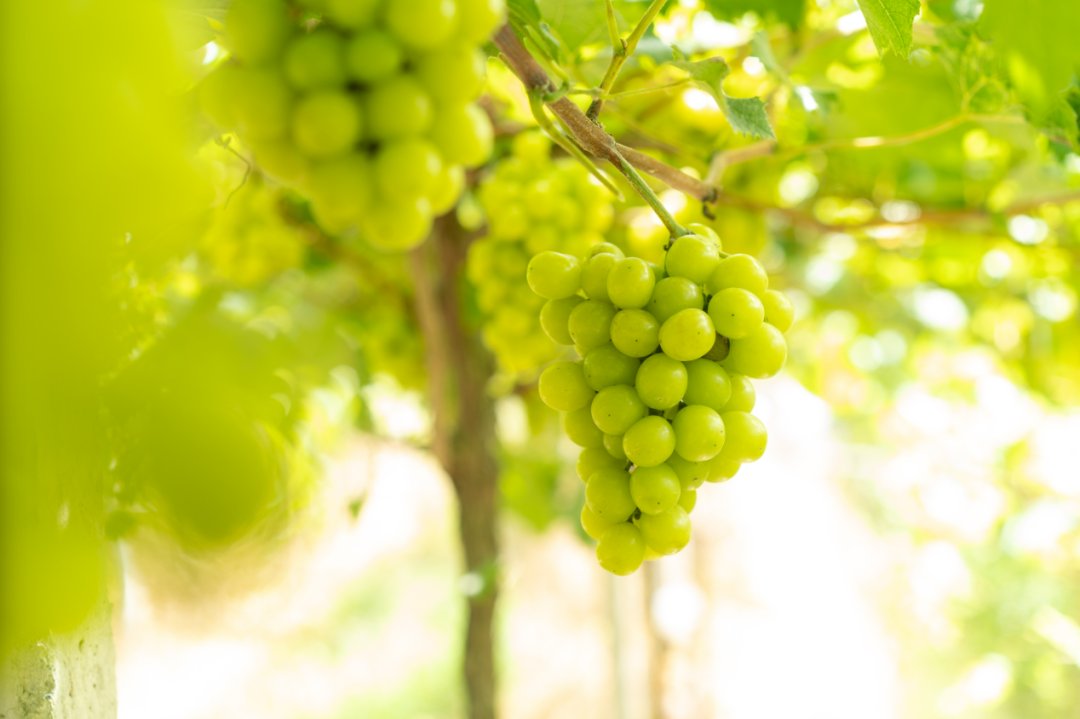 thisisGBA's tweet image. #Guangdong | 🍇✨ Grape Picking Paradise in Yunfu!
Step into #Shuntian Vineyard—where sun-kissed grapes glow like jewels 💎! From Shine Muscat to Sapphire Grapes, every bunch is a nationally certified delight 🏆.
🌞 Peak Season Alert…
