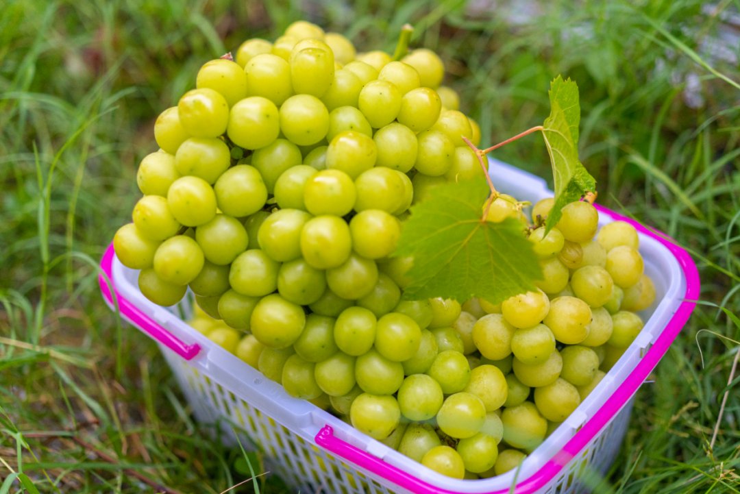 thisisGBA's tweet image. #Guangdong | 🍇✨ Grape Picking Paradise in Yunfu!
Step into #Shuntian Vineyard—where sun-kissed grapes glow like jewels 💎! From Shine Muscat to Sapphire Grapes, every bunch is a nationally certified delight 🏆.
🌞 Peak Season Alert…