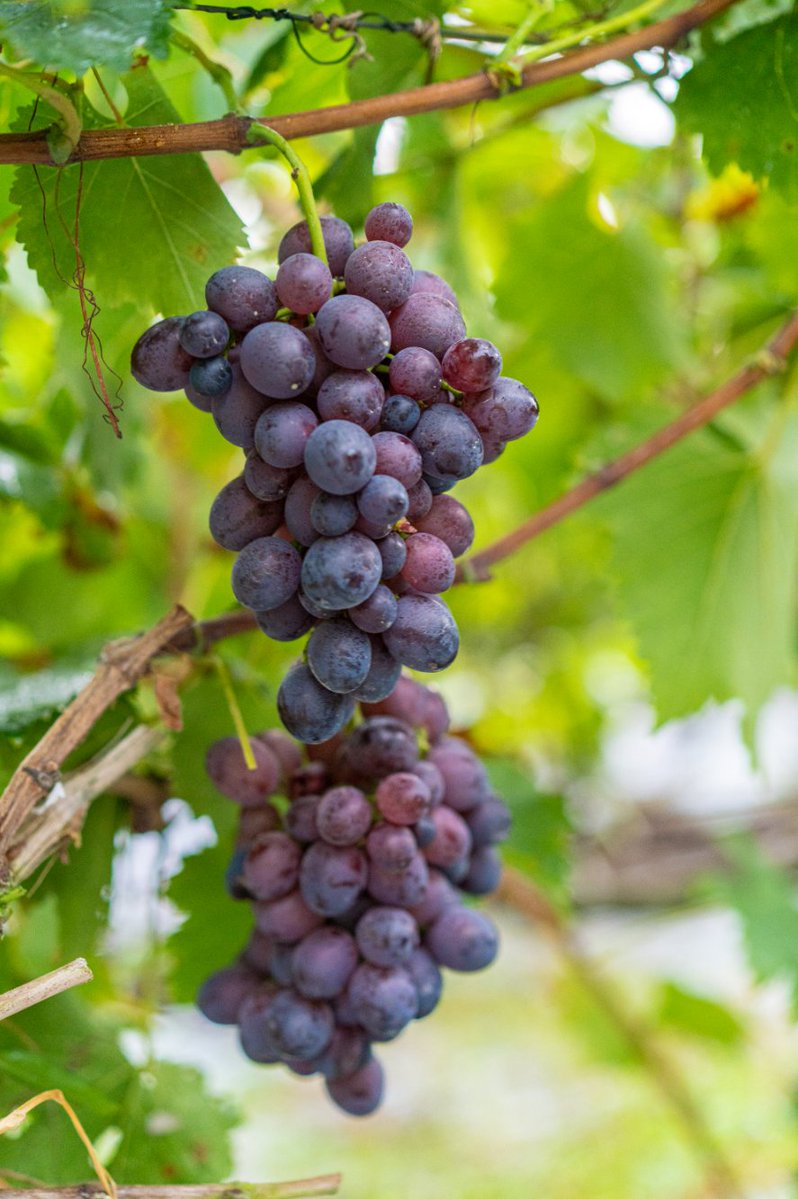 thisisGBA's tweet image. #Guangdong | 🍇✨ Grape Picking Paradise in Yunfu!
Step into #Shuntian Vineyard—where sun-kissed grapes glow like jewels 💎! From Shine Muscat to Sapphire Grapes, every bunch is a nationally certified delight 🏆.
🌞 Peak Season Alert…