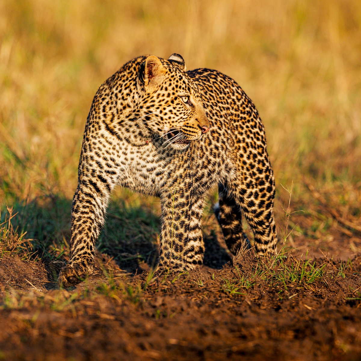 Olomunyak alongside his mother, Luluka, is evolving into a distinguished young leopard. #SeeTheSigns #IsharaMara

Canon EOS R3
400mm, f/5.6, 1/1250 sec, ISO 250