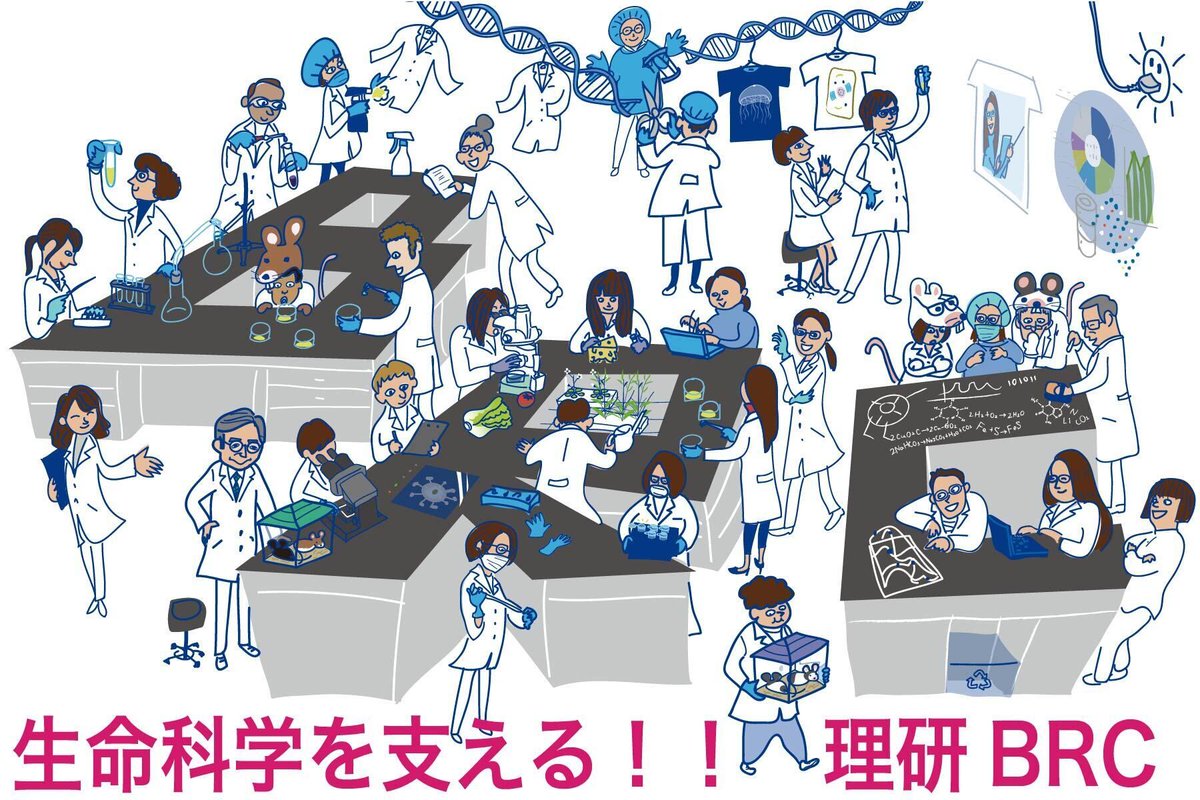 【残枠僅か！】Summer Event 2025  理研BRC(つくば市)にて  8/26 (火)開催！
web.brc.riken.jp/ja/archives/ne… 
マウス🐭植物🌿細胞🧫微生物🦠遺伝子🧬世界トップレベルの現場を公開！
#理研 #理系学生募集 #高校生歓迎 #旅費補助あり #つくばイベント #技術職志望 #研究職 #研究室見学