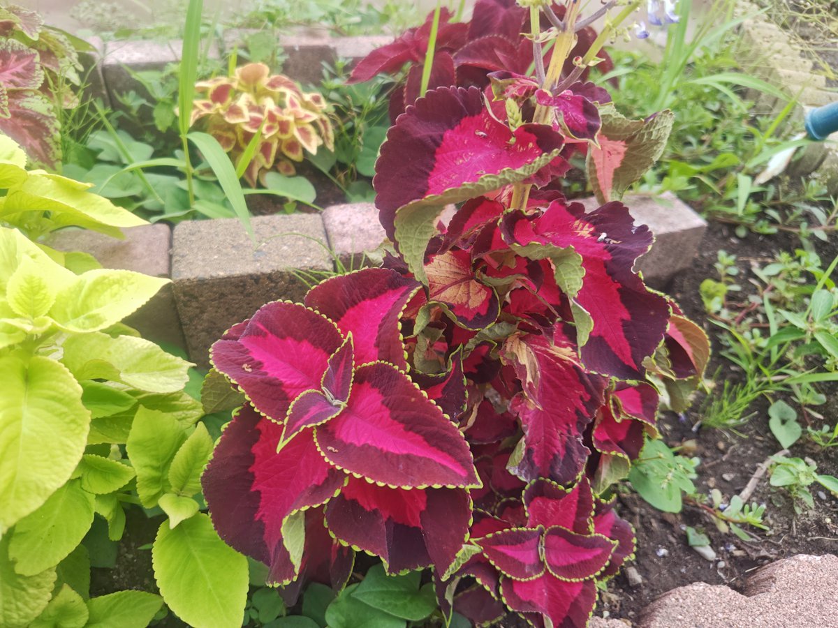 akuta0716's tweet image. かわいいね