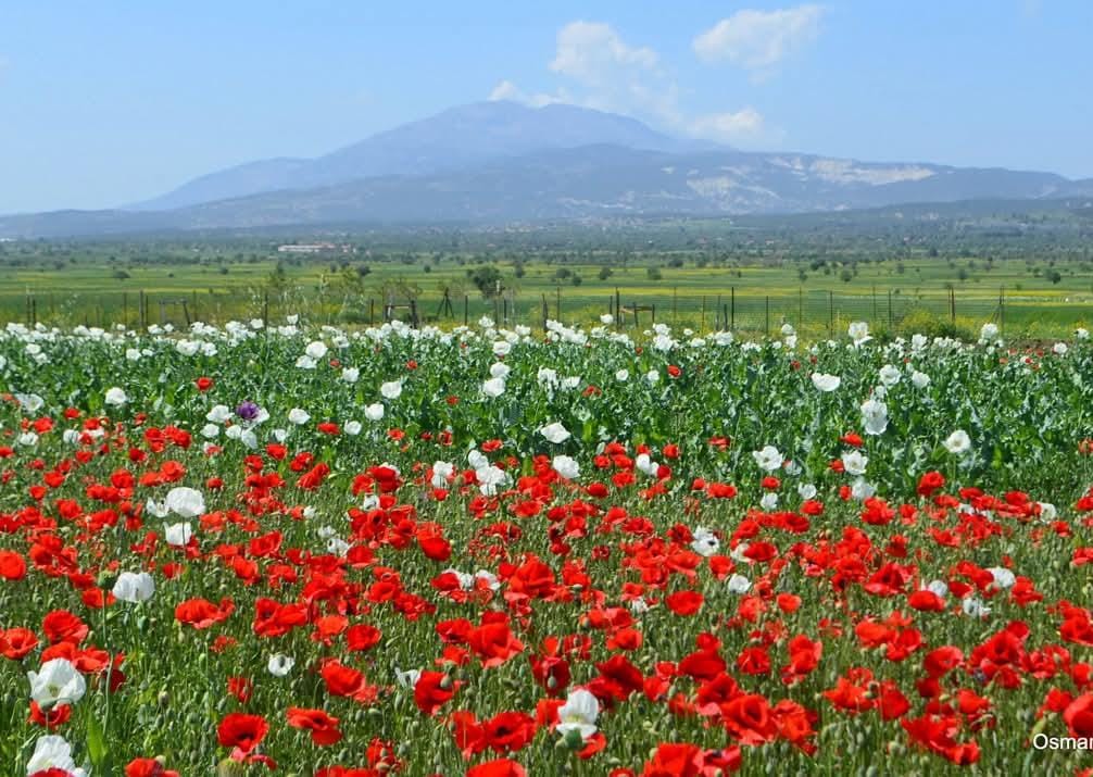 *Yeni güne bismillah, sa.*                     Günaydınlar, hayırlı günler!
🍀🇹🇷🤝🇷🇺🇮🇷🇵🇰🇵🇸🤲
*Бисмиллях новой дню са!*
Доброе утро и добрый день!
