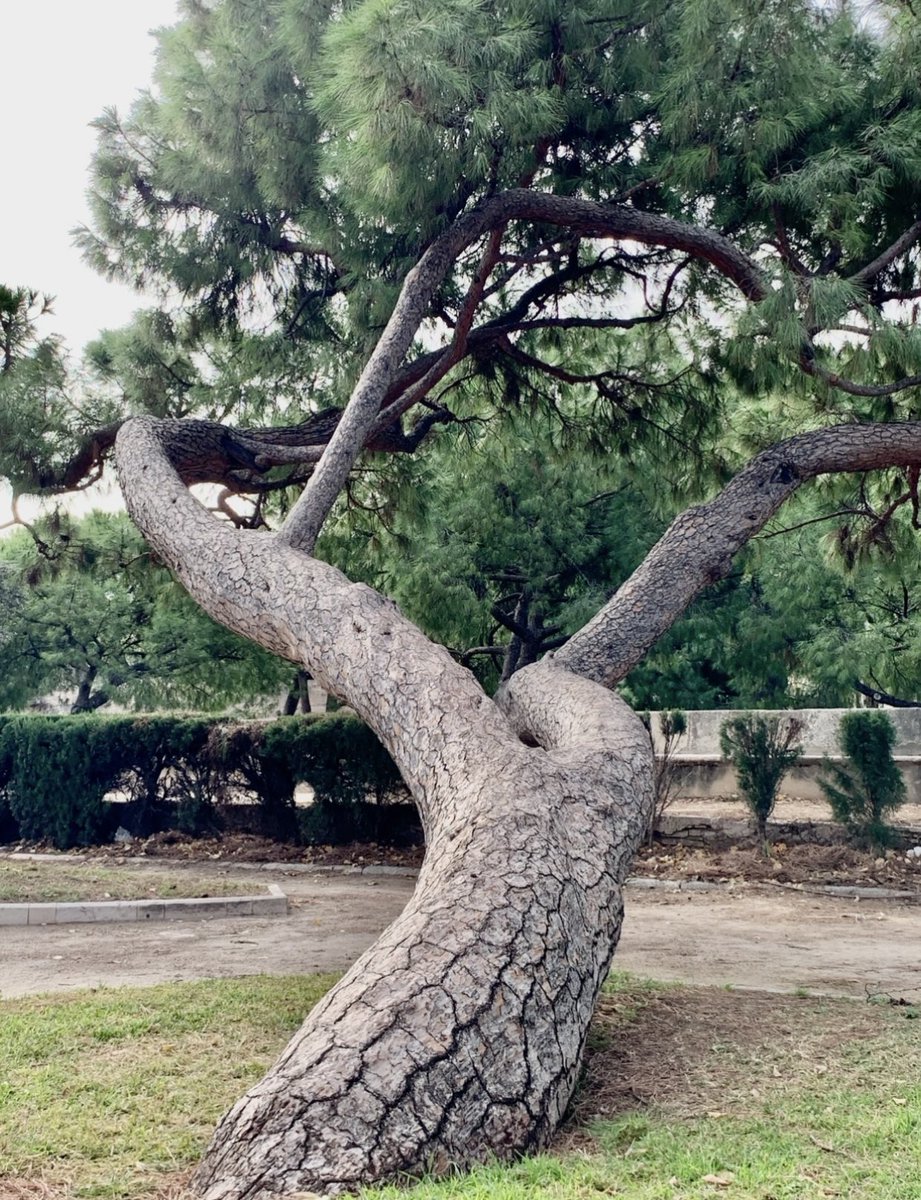Happy #ThickTrunkTuesday to tree lovers! 💚

Resilient pine 

Have a good day! 🌿