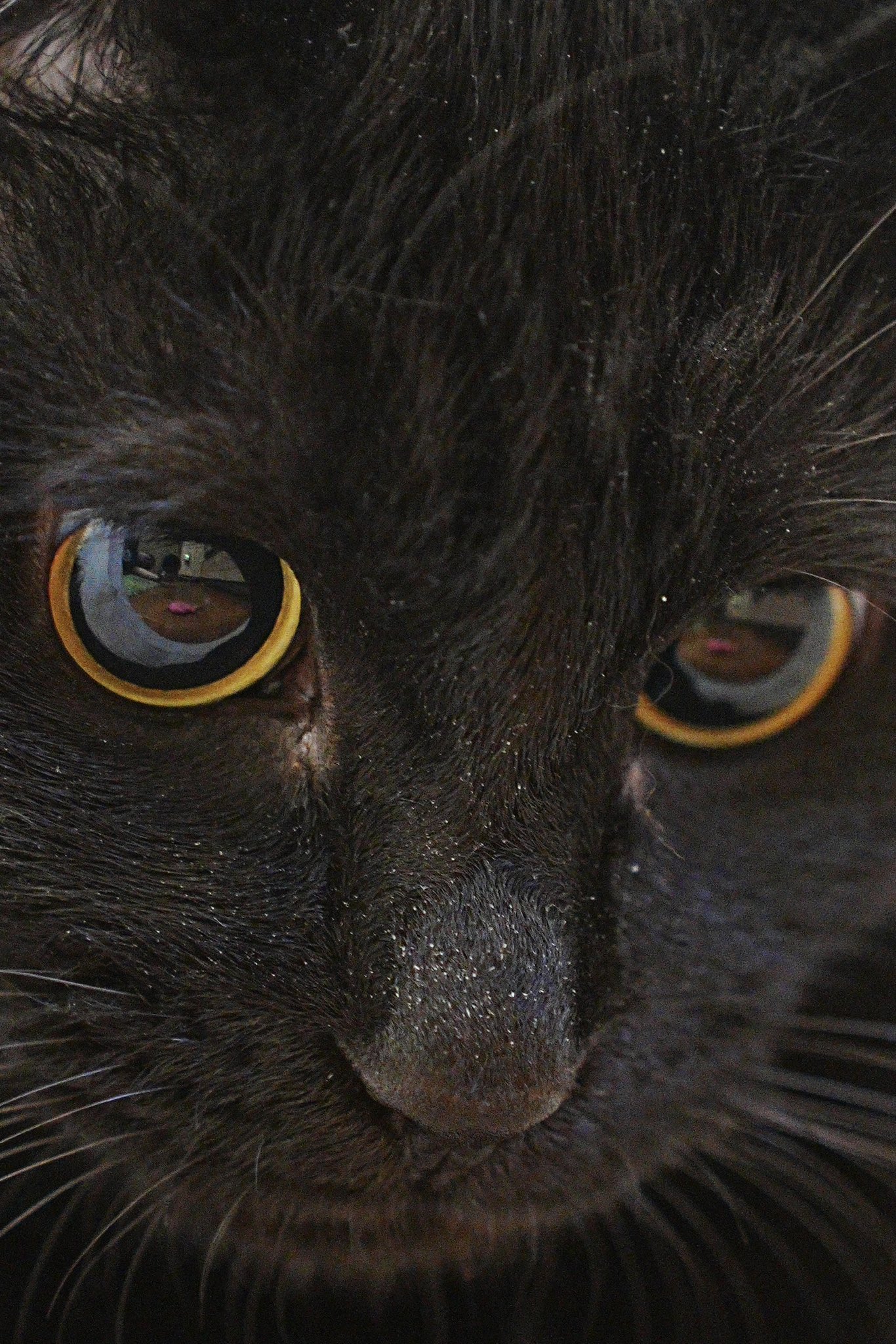 黒猫つくねちゃん太しっぽ on X: 