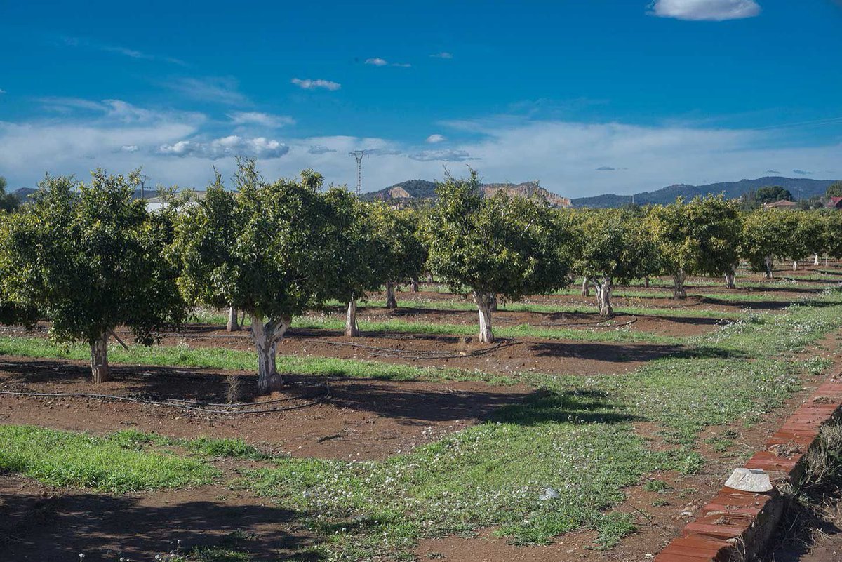 🌡️🔥 Durant l'estiu, l'augment de l'evapotranspiració obliga a realitzar un ús més intensiu i eficient de l'aigua. 

💧🌱 Aquesta situació ens exigeix una planificació rigorosa, amb torns de reg més ajustats i major control del consum per a garantir el subministrament.