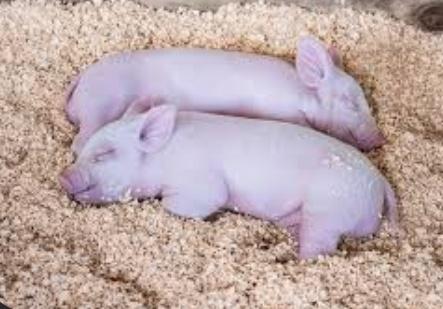 LF: piglets around cam sur pls dm me pag may alam kayo nagbebemta mga biik salamat po