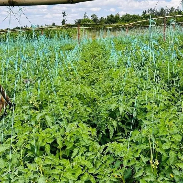 DjMaurice16's tweet image. Why staking tomatoes with thread is beneficial?
1. cheap
2. Increase plant stability
3. Productive
4. Sustainable
#farmforlife
#nofoodnolife