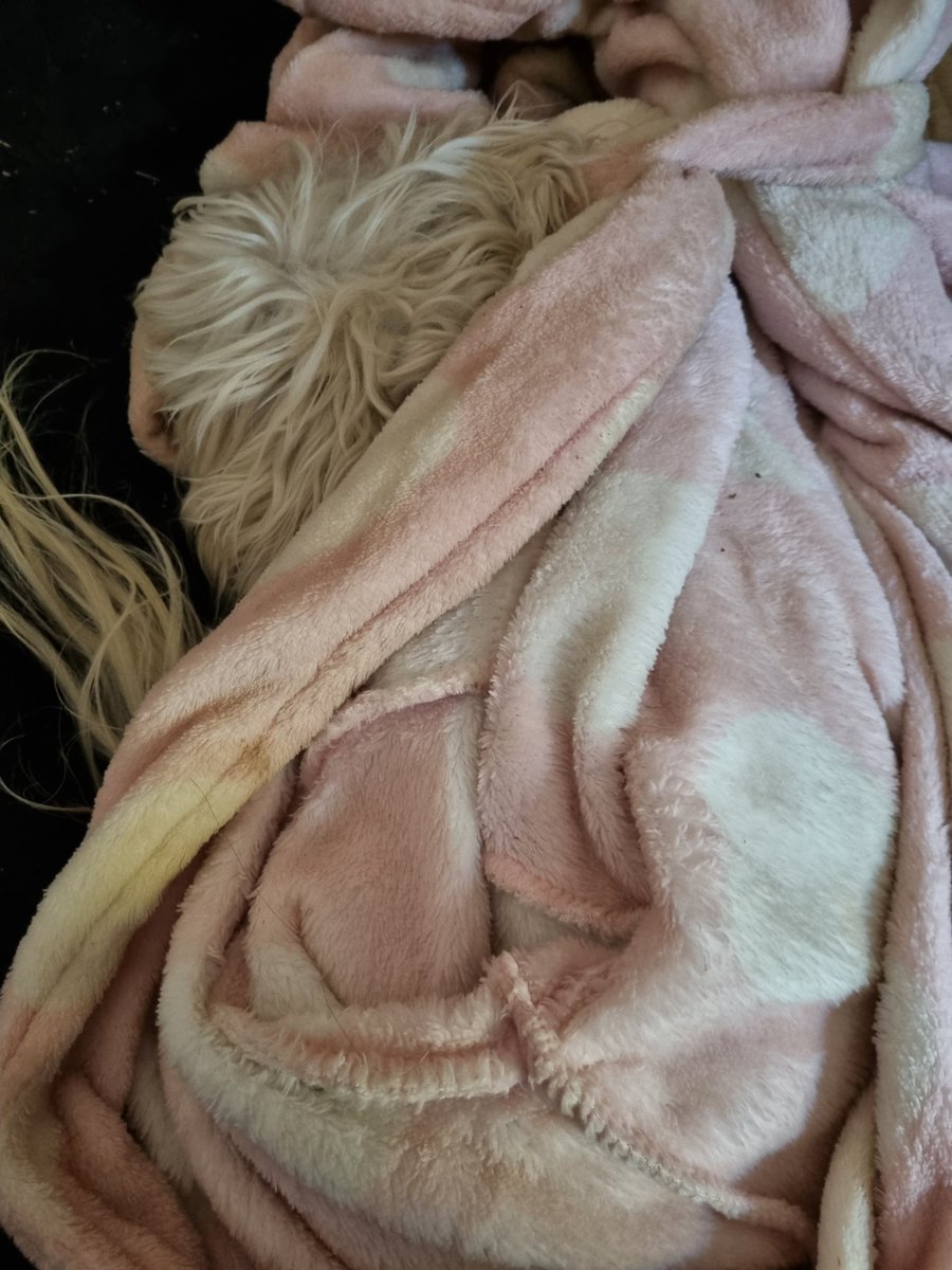 Iemand kry koud vanoggend 🐶