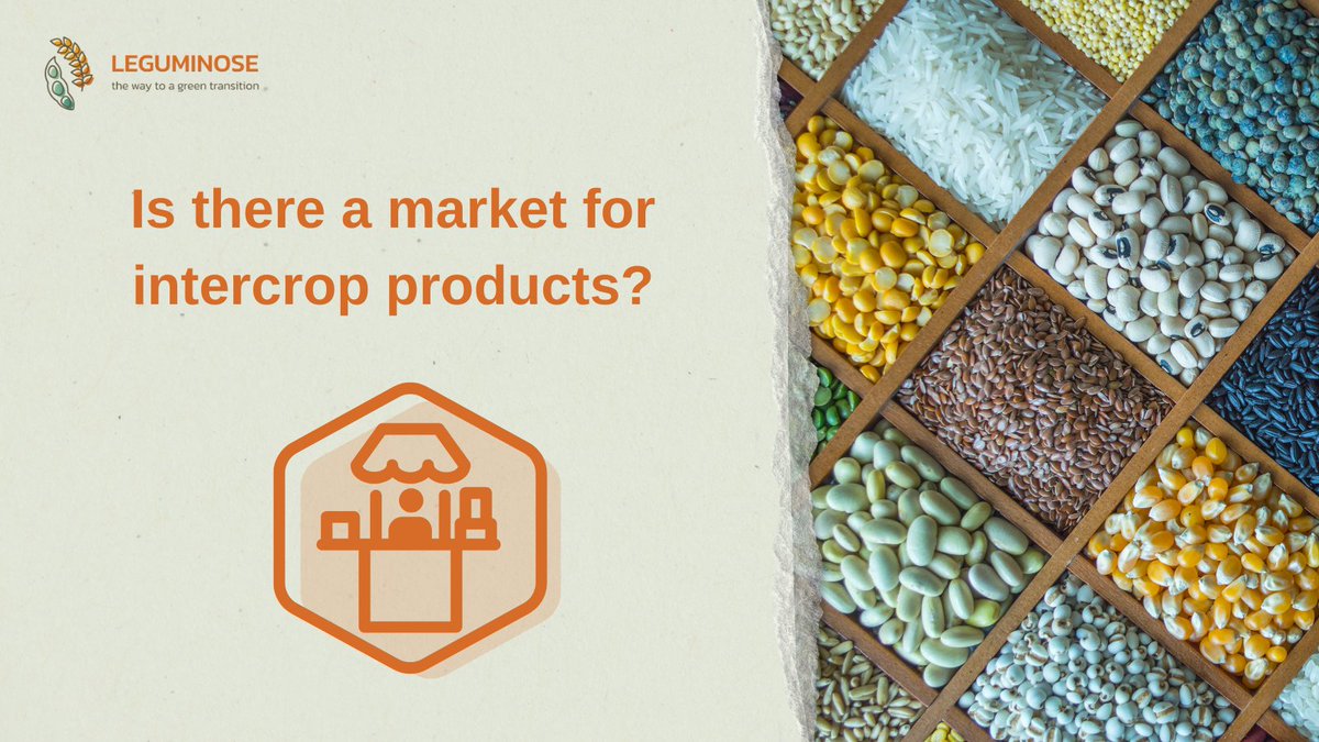 📢 You want to sell intercrop products. What are the options?

✔ Sell grains separately
✔ Market them as a combined product (feed mills love this!)

💡 Example: High-protein wheat &amp; beans can go directly into feed rations!

📖 Find out more 👇
leguminose.eu/intercropping-…
