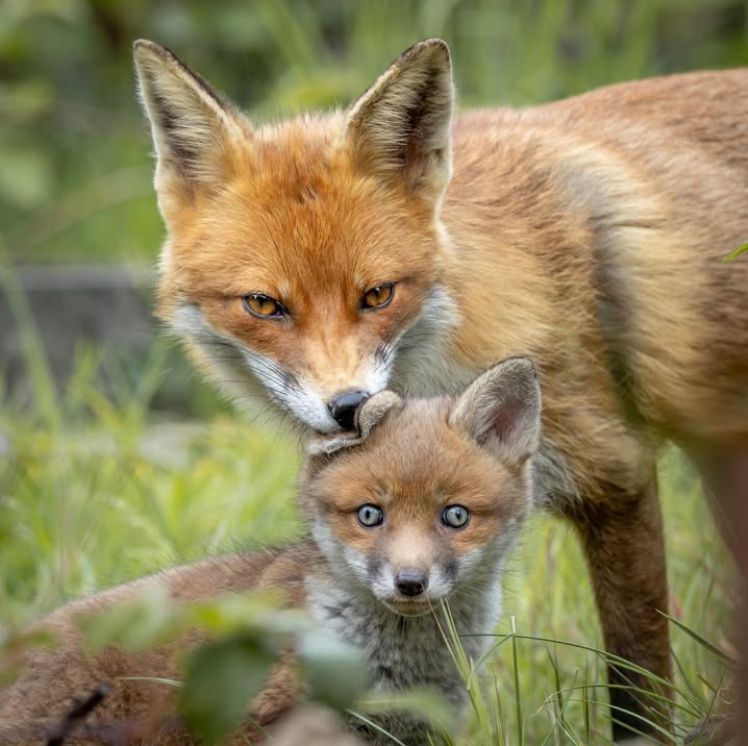 ChrisGPackham's tweet image. Thank you to @daughteruptree for this image , capturing a grooming moment between vixen and cub . Brilliant ! #FoxOfTheDay