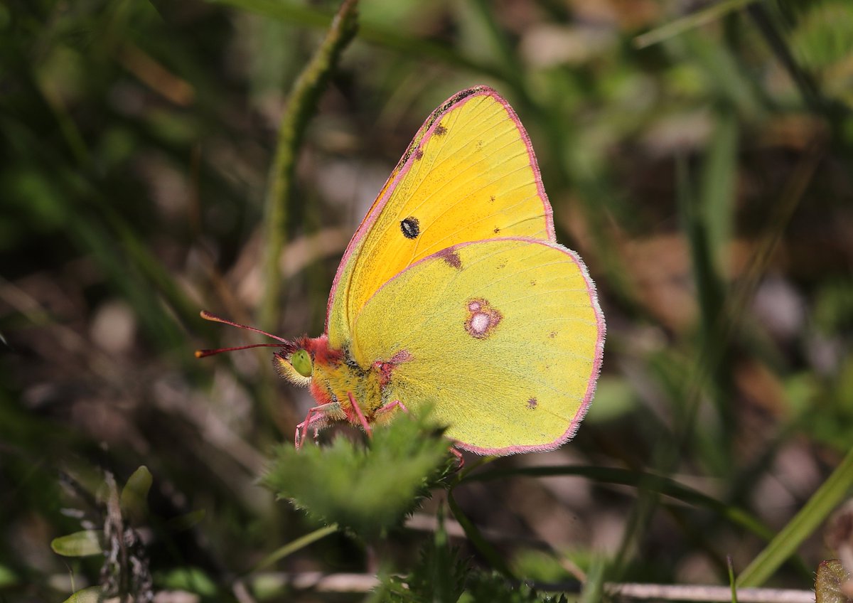 Jon Dunn 🇺🇦 (@dunnjons) on Twitter photo Two new Colias for me this spring and summer - Lesser Clouded Yellow in Hungary last week, and Danube Clouded Yellow in Romania in May.
Both seen on tours I was co-leading for <a href="/Mariposa_Nature/">Mariposa Nature Tours</a> - Romania is full for 2026, but spaces remain for Hungary:
mariposanature.com/tours/butterfl… Two new Colias for me this spring and summer - Lesser Clouded Yellow in Hungary last week, and Danube Clouded Yellow in Romania in May.
Both seen on tours I was co-leading for <a href="/Mariposa_Nature/">Mariposa Nature Tours</a> - Romania is full for 2026, but spaces remain for Hungary:
mariposanature.com/tours/butterfl…