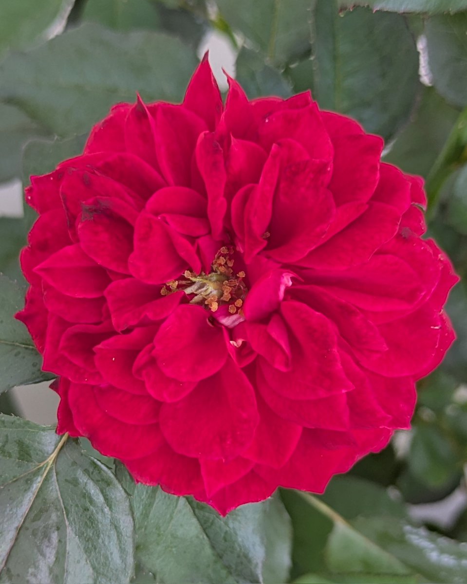 j5FTNd42bUc1k3D's tweet image. 鮮やかな花色です。

わばら
モダン