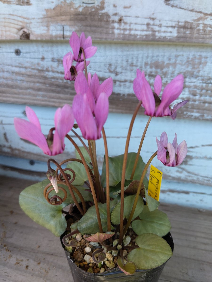 英国シクラメン協会ジャーナル16冊 幻の原種シクラメン ソマレンセ タイルバーン 原種シクラメン - Search / X