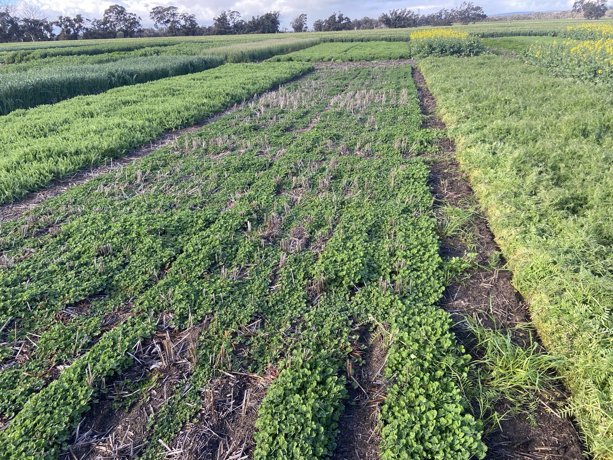 A thorn (sub) between roses 😂