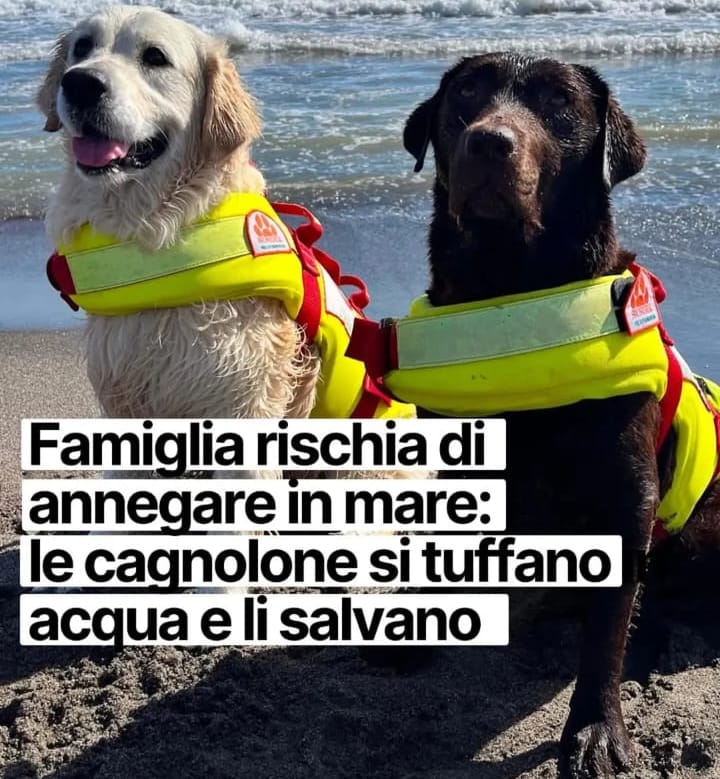 ❤️ ANCORA UNA VOLTA: #GRAZIE #AMICI #EROI !!!

Tanta #tensione e #paura, poi il lieto fine grazie a #Maia e #Nita.
Ovvero, due unità #cinofile della Scuola italiana #cani #salvataggio.
Una #famiglia #ternana ha rischiato di #annegare...

facebook.com/share/p/1JUgHw…