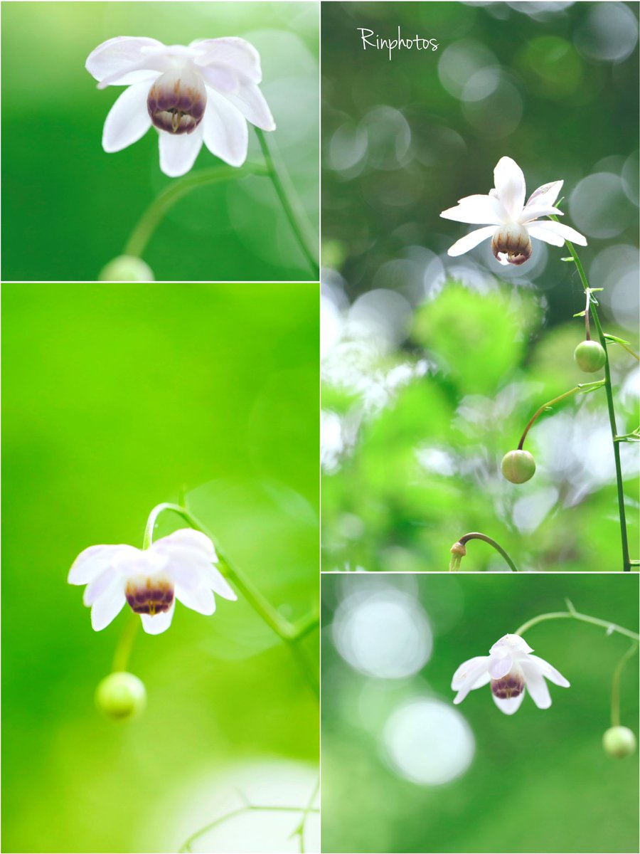 ɢ०ᵒᒄ ʍᵒ~ʳᐢⁱᐢᵍ･*:⋆゜
おはこんにちは👒*･

𖡼.𖤣𖥧𖡼.𓇥 ֒𖡼.𖤣𖥧

森の妖精🧚‍♀️
ﾚﾝｹﾞｼｮｳﾏ𓂂𓏲𓆸܀

淡い花びら
優しい色
風に舞い
時に踊る

光を浴びて
キラキラと
見つめる者を
癒すように❁⃘*.ﾟ

花言葉
「伝統美」
🌸🍃ꔛꕤ

ღ Haνҽ ª ɢ♡♡Ð ɗaγ ღ٭:.*ஐೄ🌿✨☕♡𖧷𓍯 𓈒𓂂