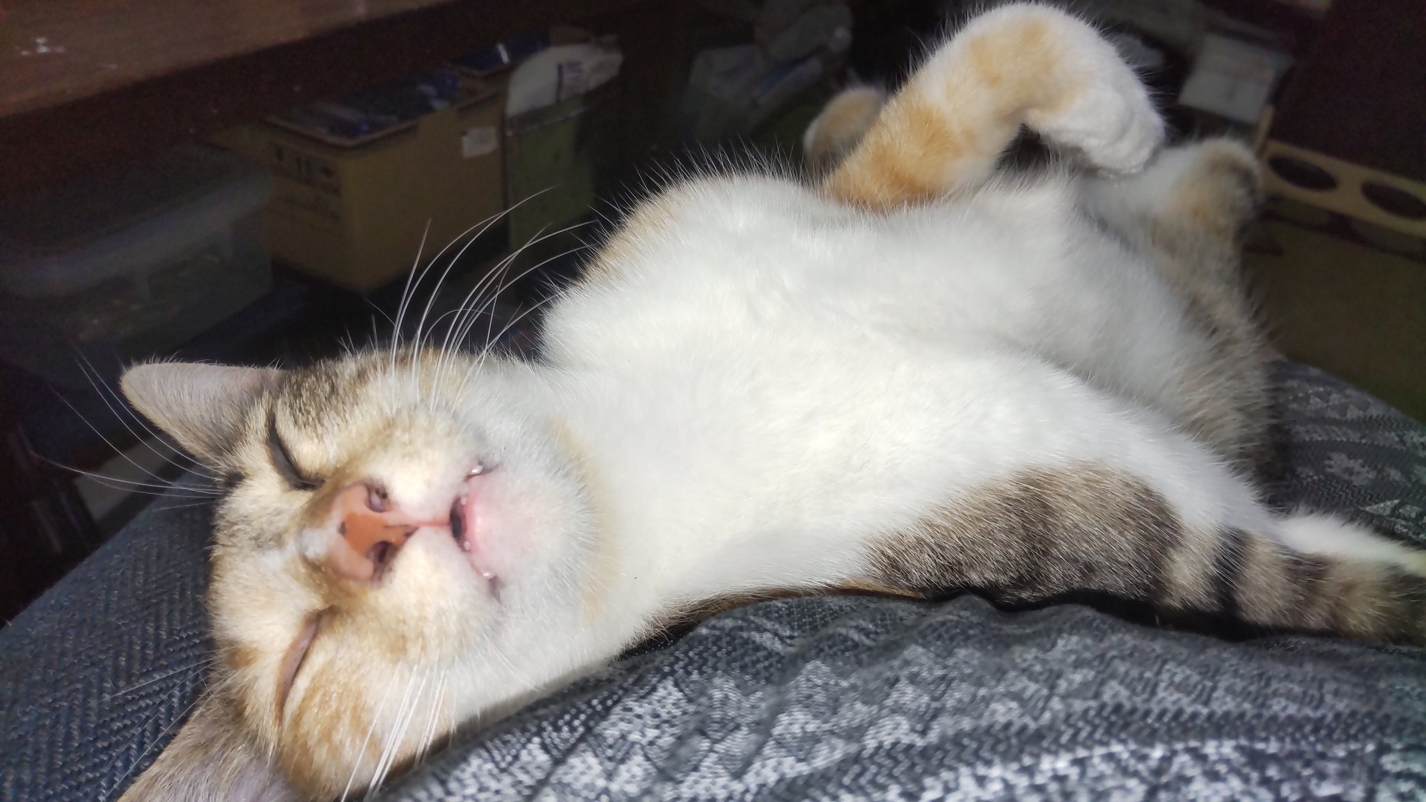 キャットみーちゃん Mauタワー プルミエ 据え置き（中型・大型） キャットタワー専門