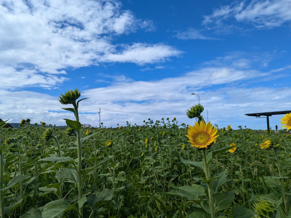香焼のひまわり畑、見頃はもう少し先のようですが元気いっぱい咲いていました。