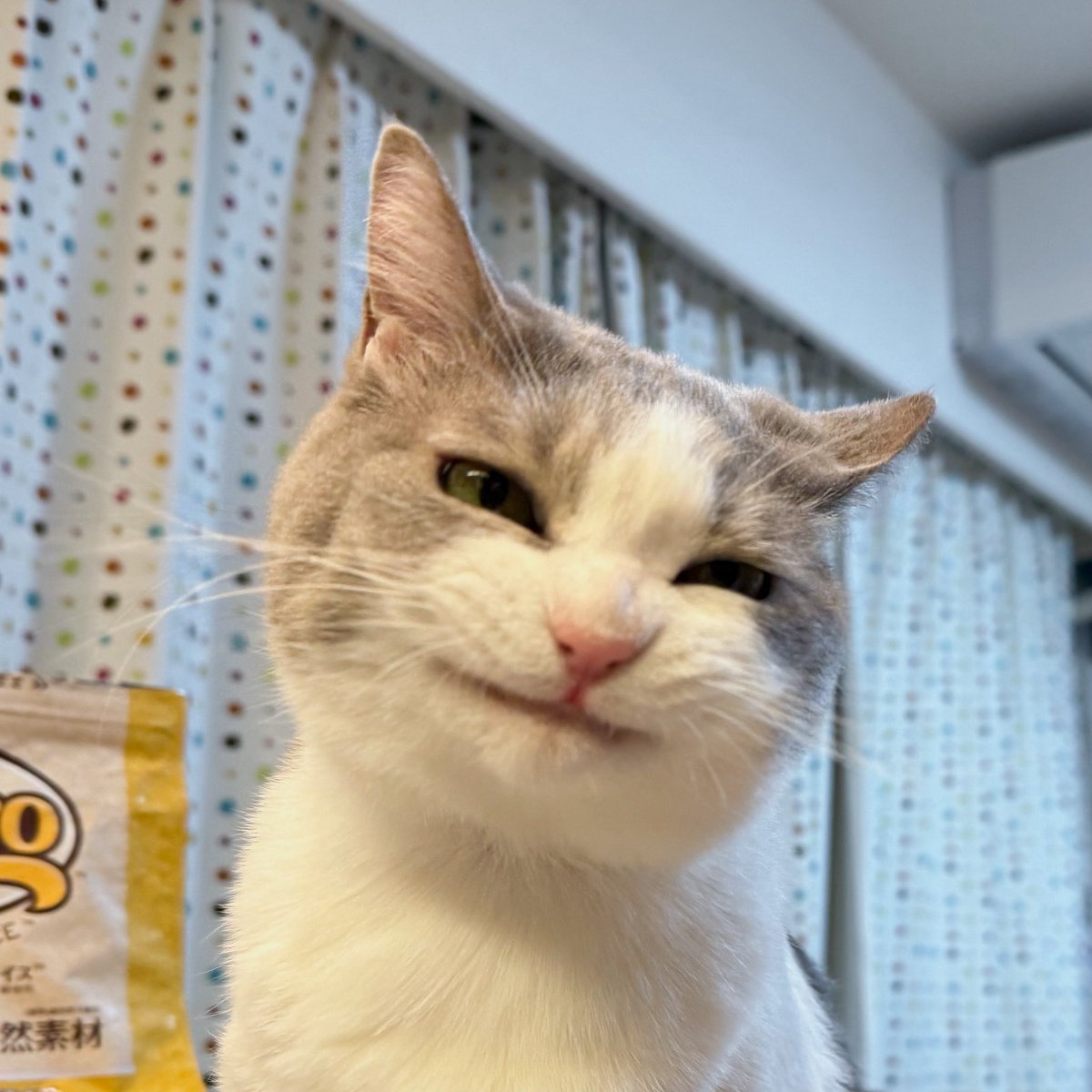 食べちゃう(黒猫) ななめ45°からイン… #cat#blackcat #足長マンチカン #マンチカン