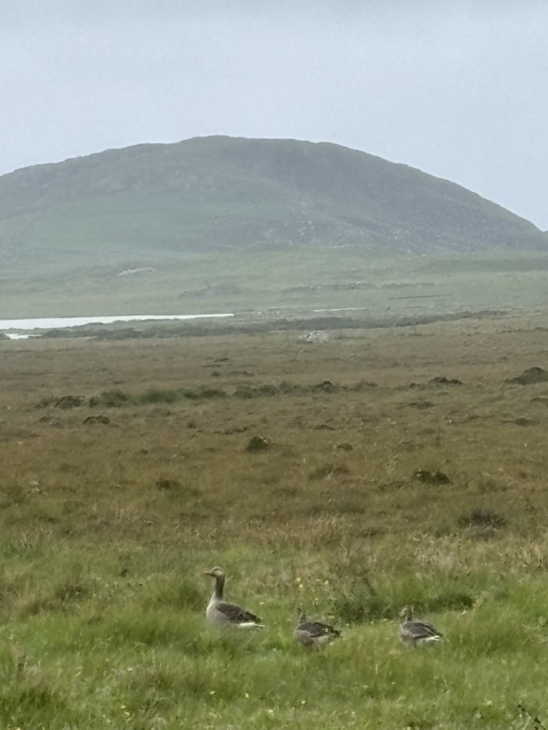 Good morning #hebrides and beyond ! 

#greylag grey day 😀

0816 hrs     29/07/25