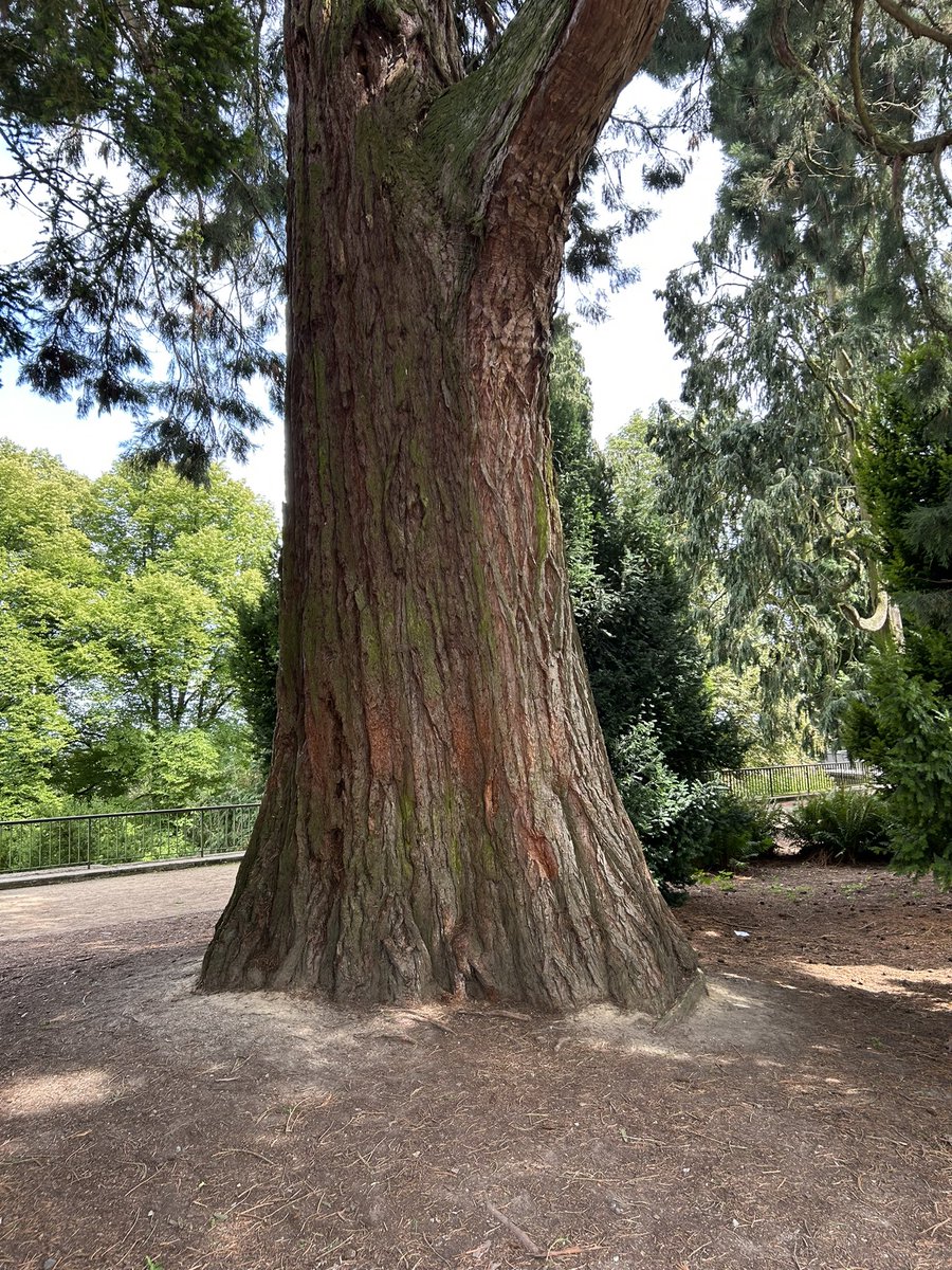 HistorianBlood's tweet image. #Trees - Any tree experts out there, does anyone know the kind and age of this tree?