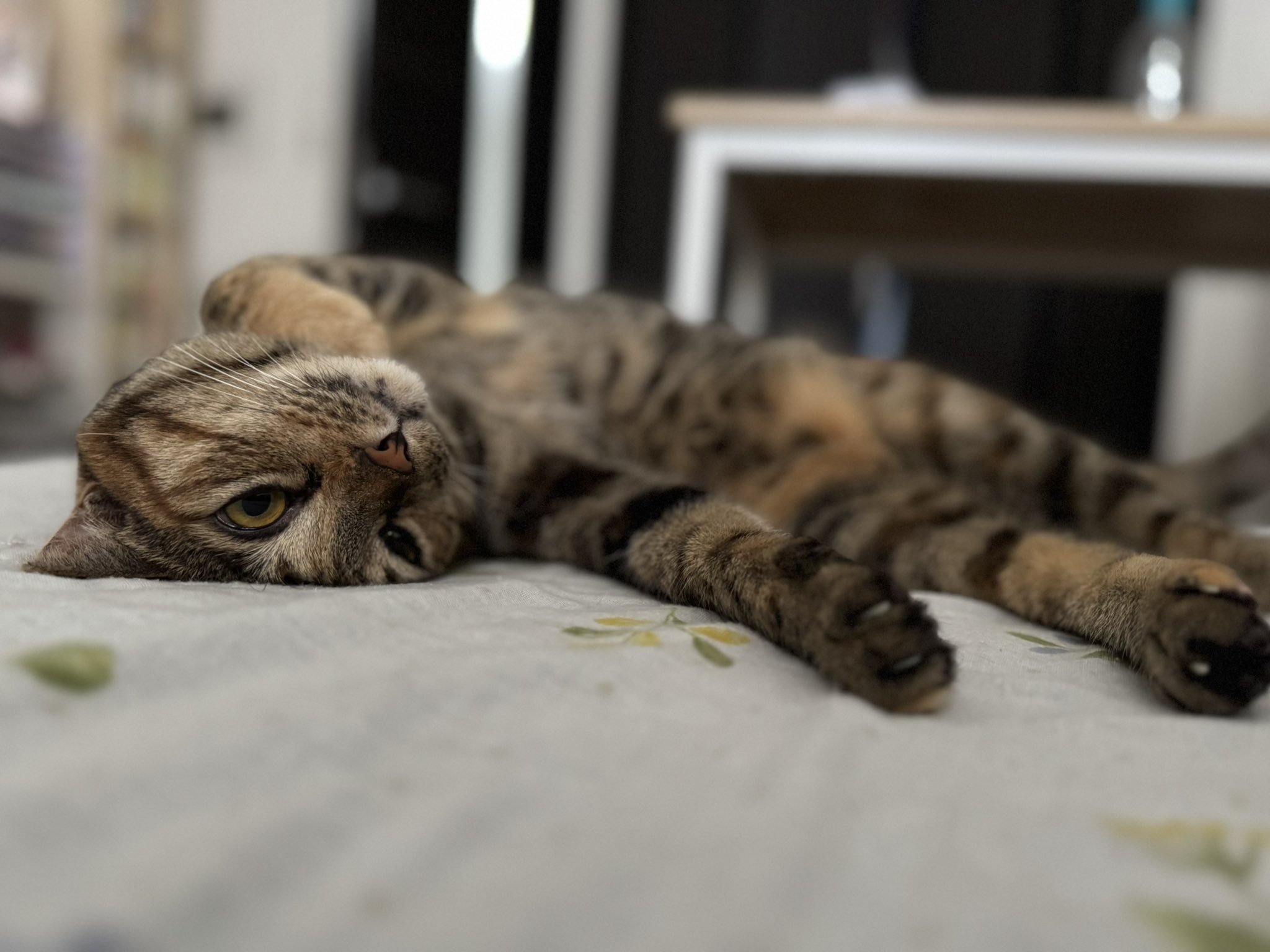 作家さんの天使のねこ　値下げしました Amazon.co.jp: 化け猫あんずちゃん 風雲編 (コミックDAYS