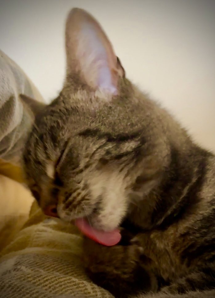 #TabbyTuesday doubles as #TongueoutTuesday! #cats 🐈🤗🐈