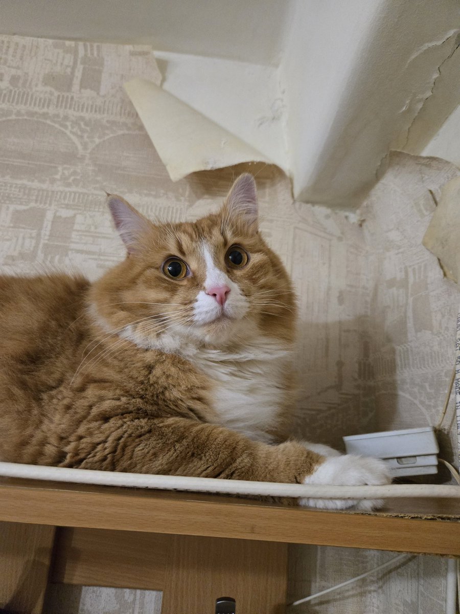 choco_emo's tweet image. С днем рождения нас!