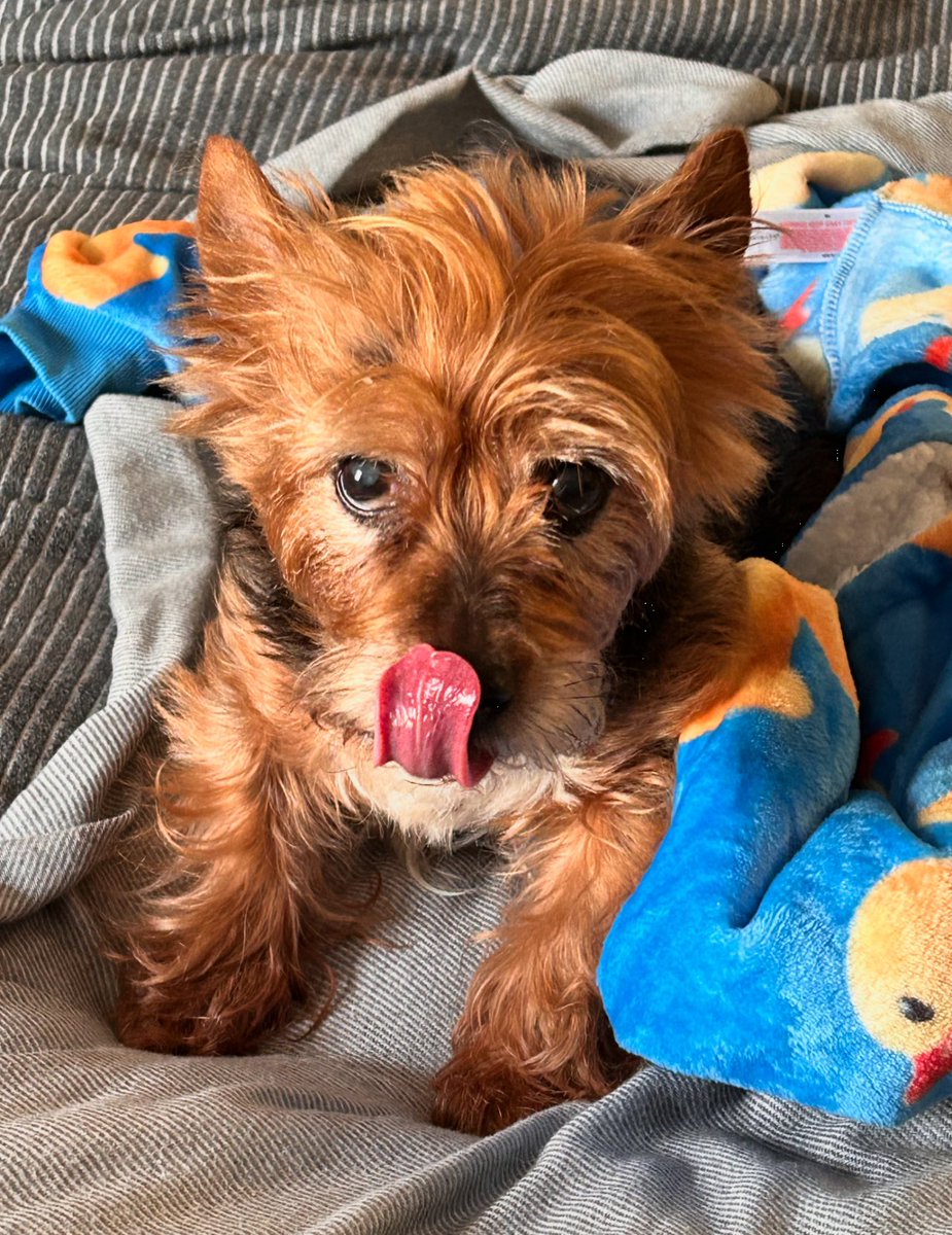 Hi everyone, happy #TongueOutTuesday !! Have a fantastic day, love you all my friends 😊😊😇😇🐶🐶