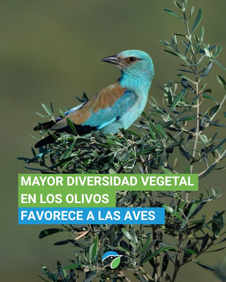 SEO_BirdLife's tweet image. 🌳Apostar por la biodiversidad sin renunciar al cultivo del olivo.
Un nuevo estudio liderado por la Estación Biológica de Doñana (EBD-CSIC) y la Universidad de Jaén demuestra que la diversidad de plantar herbáceas y leñosas en olivares puede favorecer la abundancia y diversidad…