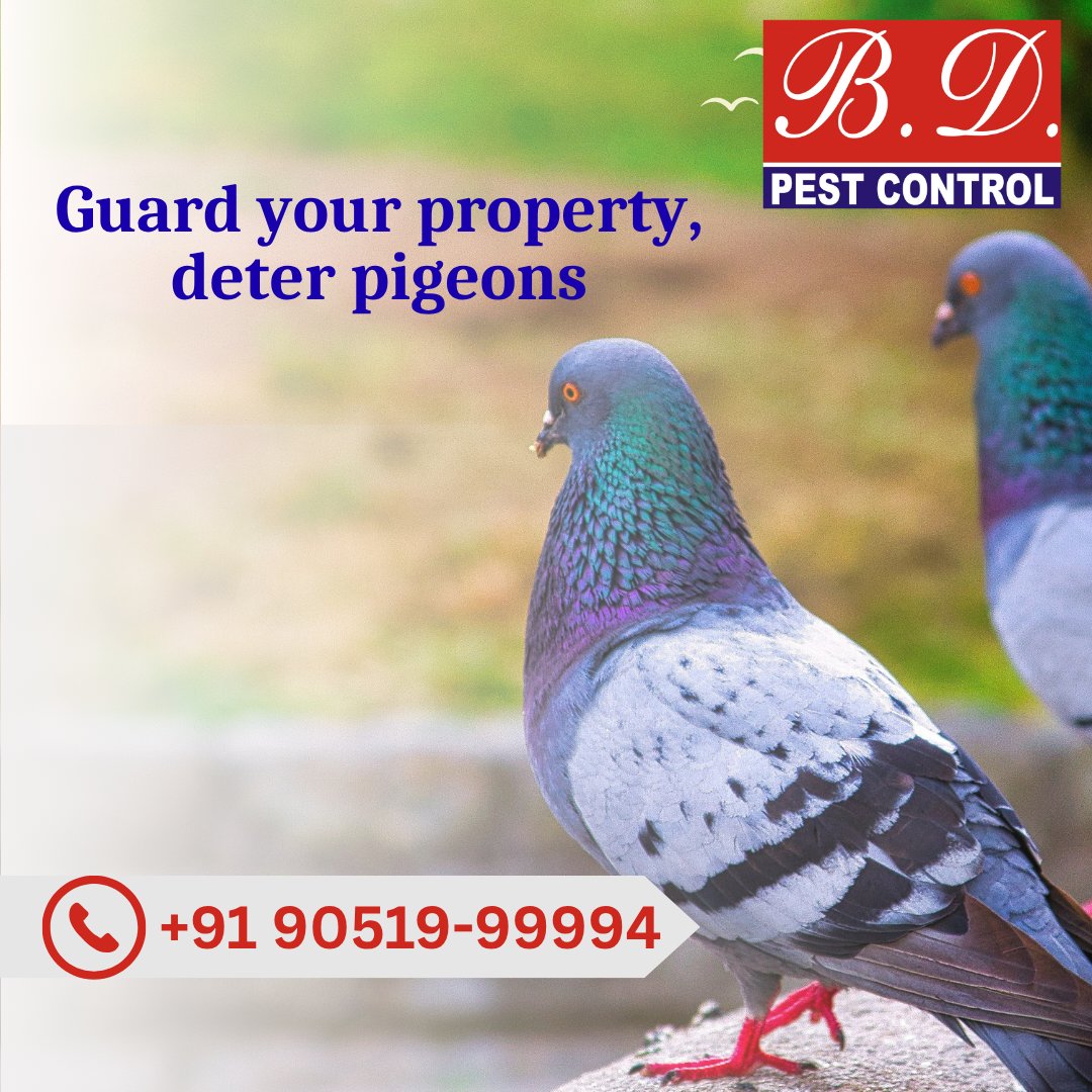 bdpcindia's tweet image. Pigeons causing problems at your home or business in Kolkata?
Get safe &amp;amp; effective pigeon control from B.D. Pest Control.
Protect your property today:
bdpcindia.in/pigeon-control…
#PigeonControl #Kolkata #PestControl #BDPestControl