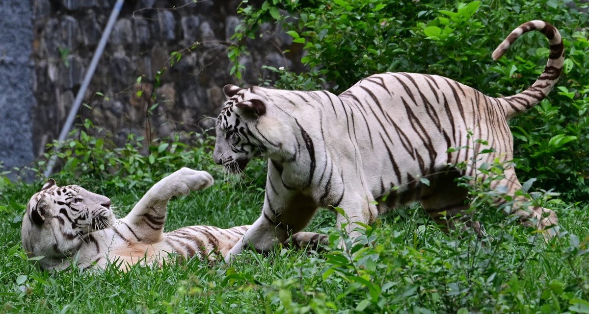 The Hindu - Chennai (@thchennai) on Twitter photo #InternationalTigerDay | The majestic tigers at Arignar Anna Zoological Park in #Vandalur highlight the continued efforts to conserve this endangered species. Rare white tigers, Bengal tiger variants, can be seen playfully roaming the zoo.
📸: B. Velankanni Raj (<a href="/VelankanniRaj6/">Velankanni Raj</a>) #InternationalTigerDay | The majestic tigers at Arignar Anna Zoological Park in #Vandalur highlight the continued efforts to conserve this endangered species. Rare white tigers, Bengal tiger variants, can be seen playfully roaming the zoo.
📸: B. Velankanni Raj (<a href="/VelankanniRaj6/">Velankanni Raj</a>)