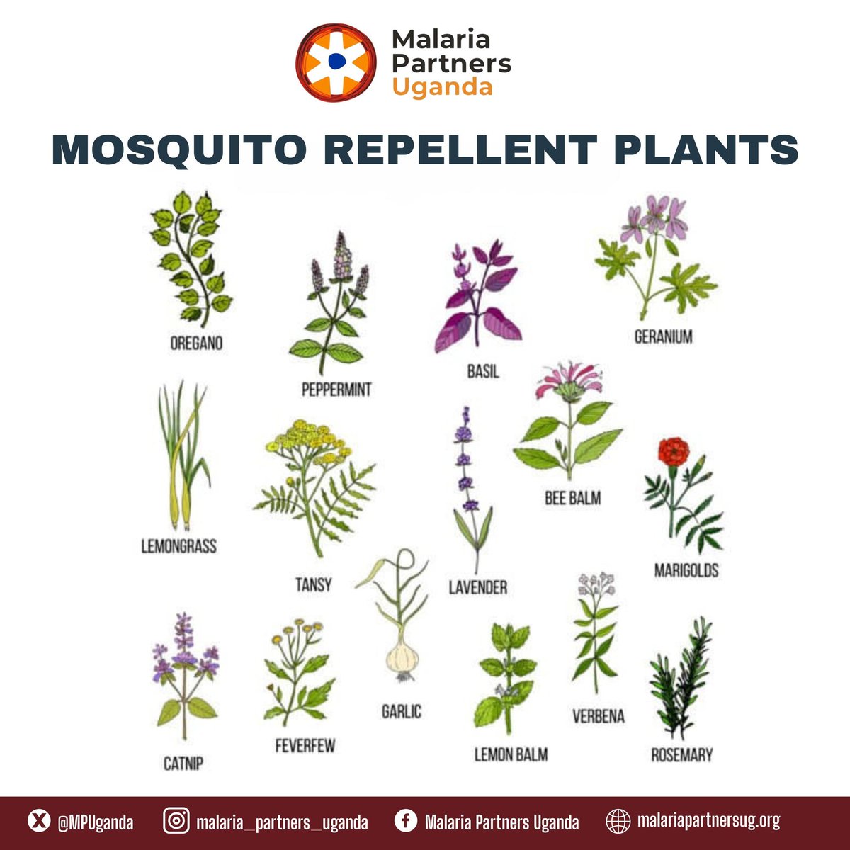 We have a number of mosquito Repellent plants species. We shall be dedicated the next couple of days to sharing some of the common plant species.