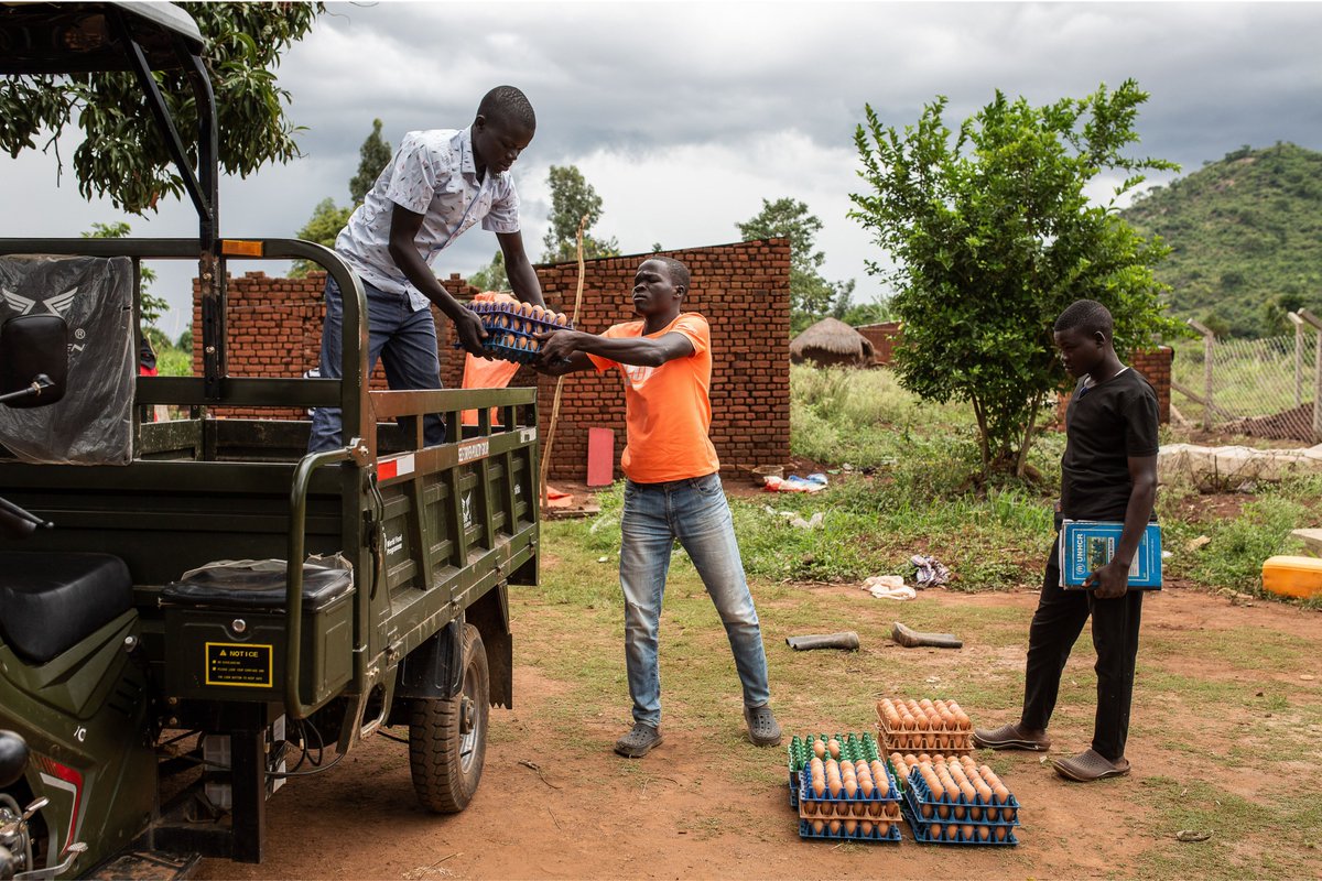 WFP Uganda (@wfp_uganda) on Twitter photo Peter mobilised fellow youth for poultry farming🐓 - a key part of Uganda’s food value chain. “We now get 19 trays of eggs daily worth UGX200,000 (US$56)."
<a href="/MastercardFdn/">Mastercard Foundation</a> and <a href="/WFP/">World Food Programme</a> are creating youth employment in #Uganda, improving food security, and increasing profits. Peter mobilised fellow youth for poultry farming🐓 - a key part of Uganda’s food value chain. “We now get 19 trays of eggs daily worth UGX200,000 (US$56)."
<a href="/MastercardFdn/">Mastercard Foundation</a> and <a href="/WFP/">World Food Programme</a> are creating youth employment in #Uganda, improving food security, and increasing profits.