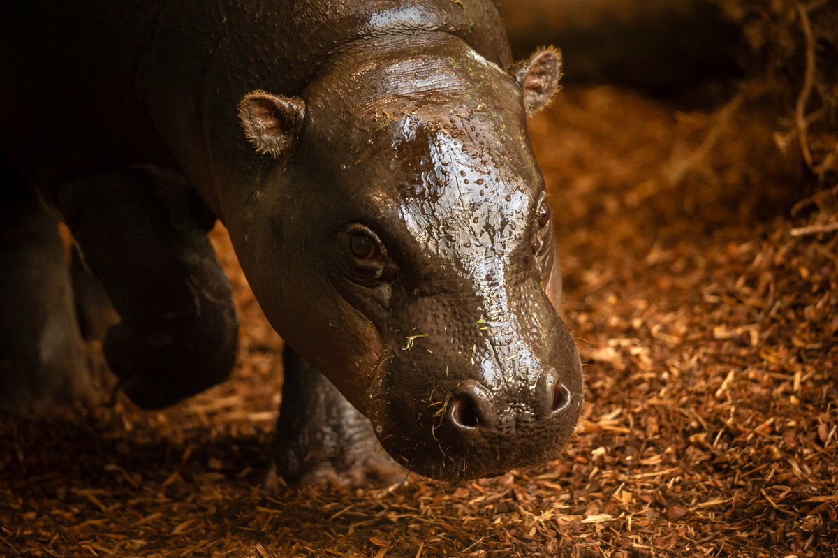 World of Zoology tweet media