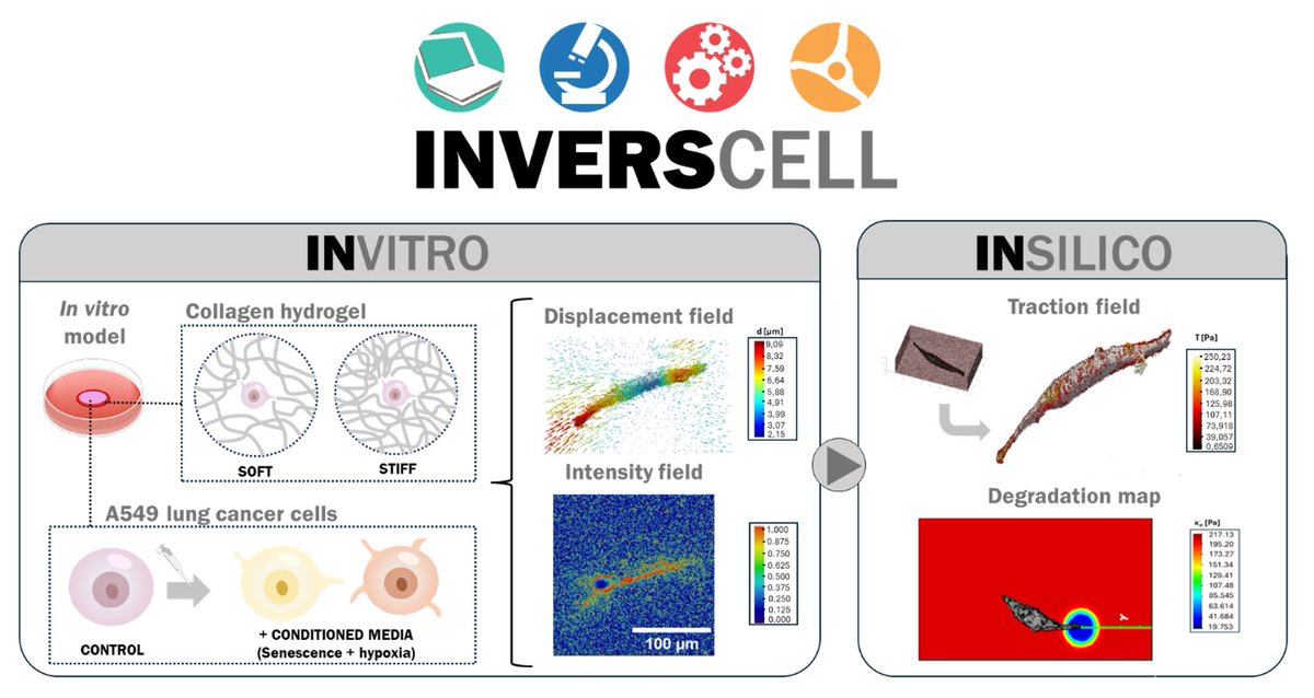 pabblacar's tweet photo. Excited to share I've been provisionally awarded my first national research project as PI, with José Antonio Sanz Herrera (Univ. Sevilla). INVERSCELL will explore advance inverse modeling of tumor mechanics in vitro and in silico, including degradation and non-linear mechanics. https://t.co/aDLMOi6n0Q