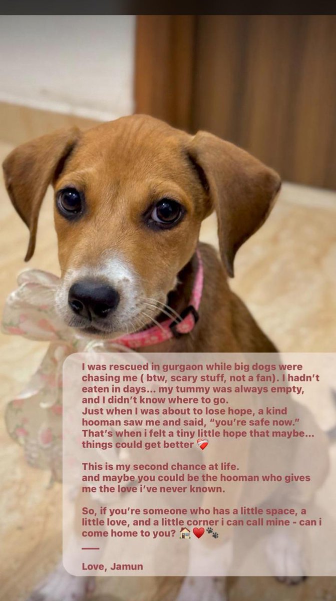 🚨 2.5-month-old Indie baby girl needs a loving home!

The foster can't keep her long—other rescues aren't getting along 😔

📍 Vasant Kunj, Delhi
📞 Contact Jazz (Jasdeep): +91 7838425126
Visits welcome!  🙏🐾

RT!