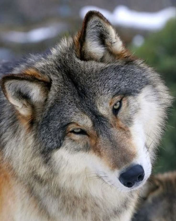 wolf_loverstown's tweet photo. WHAT A CUTE LOOK 🐺❤️😘 https://t.co/mYEsVBQ2cg