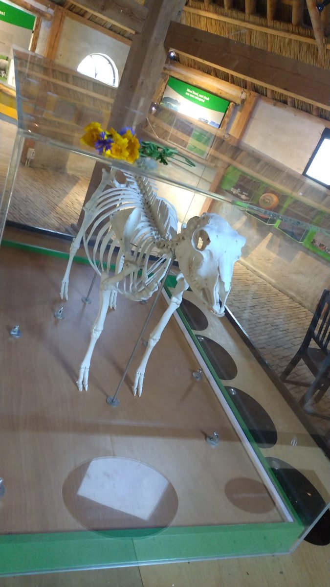 Dit #schaap krijgt wel eens een bloemetje van bezoekers van het  ⁦<a href="/Schapenmuseum/">Schapenmuseum</a>⁩ .