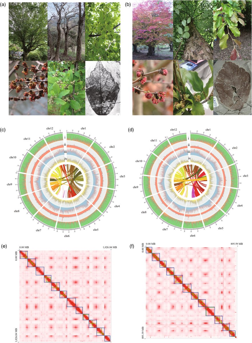 Benjamin Adroit 🍃 (@benjaminadroit) on Twitter photo 🎉 Excited to share our new paper on the genetics of #Parrotia is finally out!
See in <a href="/ThePlantJournal/">The Plant Journal</a>
This project was a long journey with a fantastic team, shedding new light on the evolution of this “living fossil.”
onlinelibrary.wiley.com/doi/10.1111/tp… 🎉 Excited to share our new paper on the genetics of #Parrotia is finally out!
See in <a href="/ThePlantJournal/">The Plant Journal</a>
This project was a long journey with a fantastic team, shedding new light on the evolution of this “living fossil.”
onlinelibrary.wiley.com/doi/10.1111/tp…
