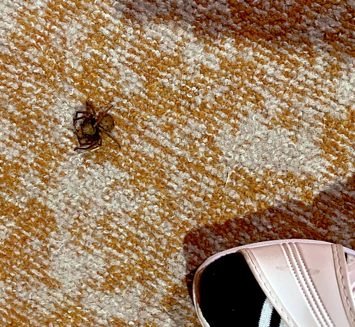 moco5296's tweet photo. 🕷️こーわーいーかーらー(´；ω；｀)🕷️

枯葉かなと思って
拾いそうになったじゃんかっっ https://t.co/uRpAz44XZa