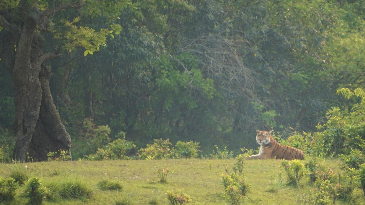 There’s no coaching manual for spotting a tiger in the wild - only patience, wonder, and respect. 

Every safari leaves me more in awe of nature’s brilliance. Let’s keep these treasures safe. 

#InternationalTigerDay