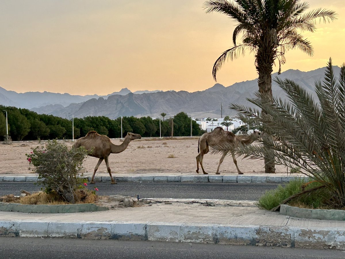 Lampa jest 🇪🇬🤩☀️