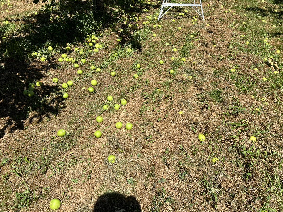 盛岡も37度予報でした。
連日の暑さで夏バテ気味の中作業しています。りんごも日焼け果が目立ちますね。
まだまだ暑い予報が続きますが、まずは仕上げを終わらせたいと思います。

#りんご　#盛岡