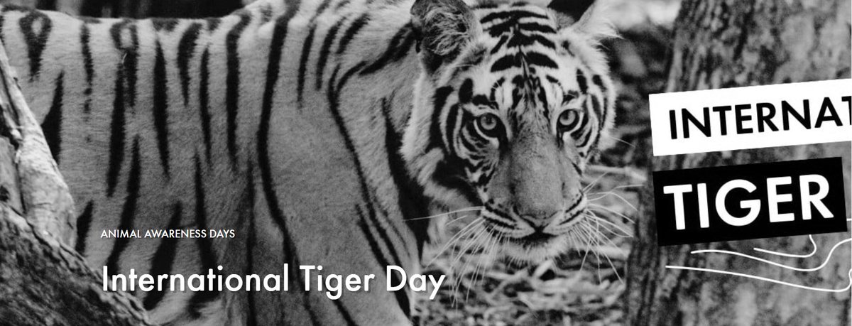 Today marks #InternationalTigerDay raising awareness around the conservation of Tigers in the wild. They are under threat from loss of habitat, poachers and illegal trade. With around 3,140 worldwide protecting them for the future is key 🐯 zurl.co/nZ2Rt